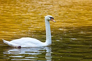 《冤罪执行游戏Yurukill》新预告展示偷窥狂魔队